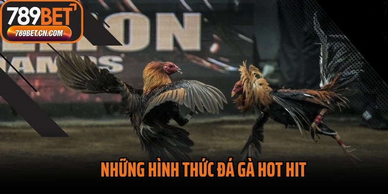 Những hình thức đá gà hot hit